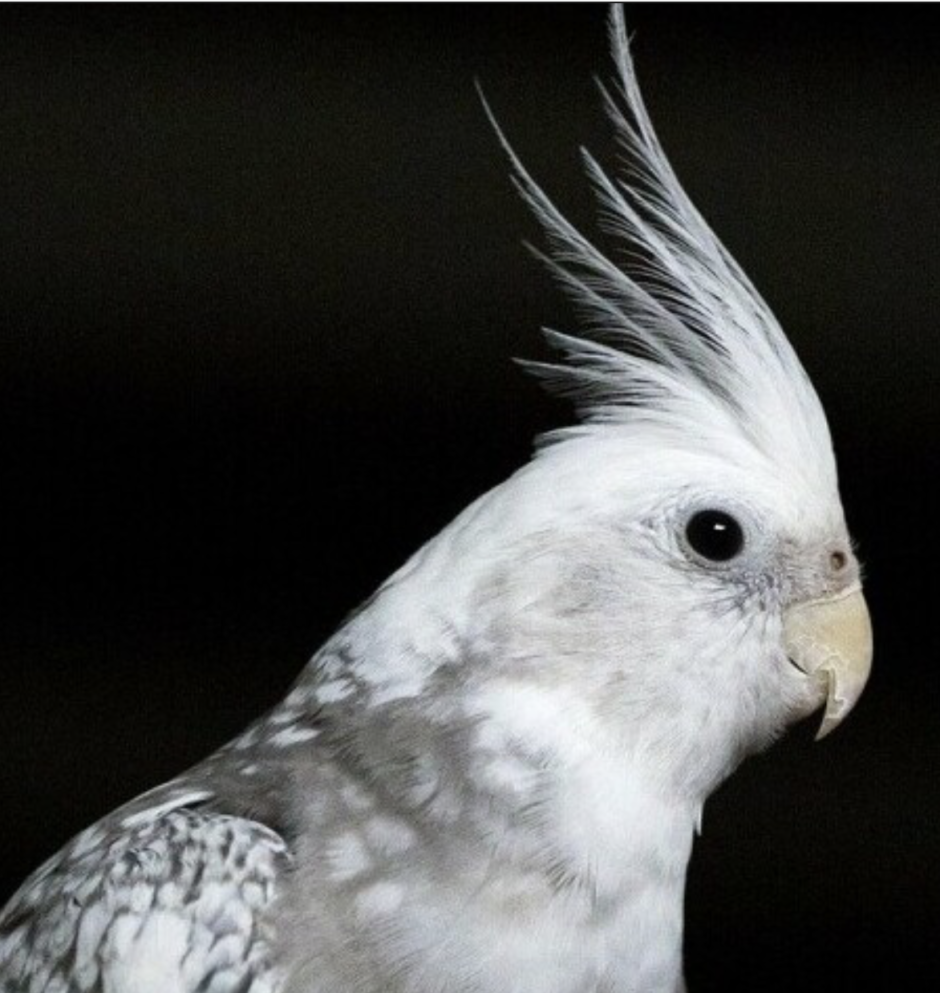 what you should know before getting a cockatiel as a pet